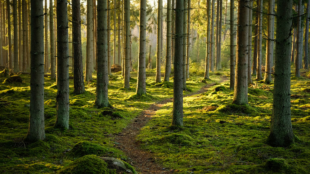 upmr-path-in-forest1000px.jpg